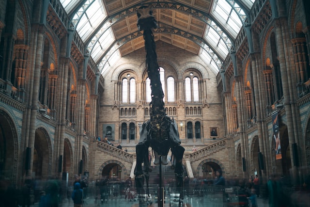 museum histoire naturelle bordeaux