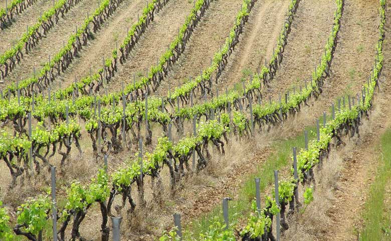 Visiter le Var en voiture en empruntant la Route des vins