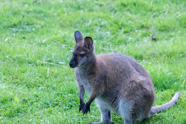 jardin des kangourous