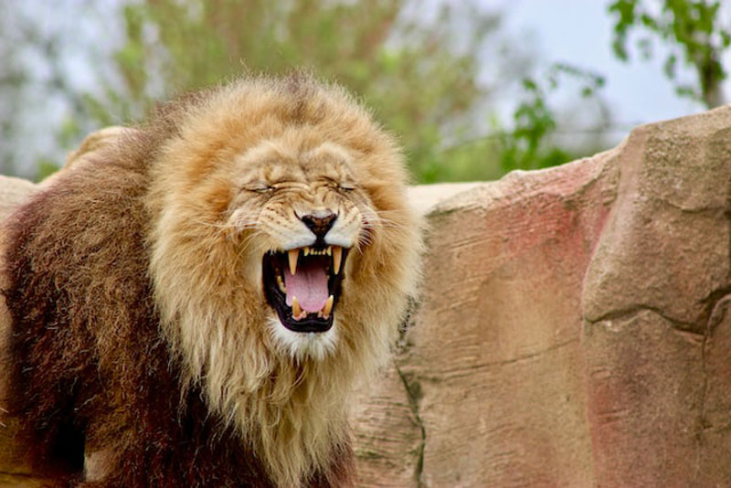 Les lions au zoo de Beauval