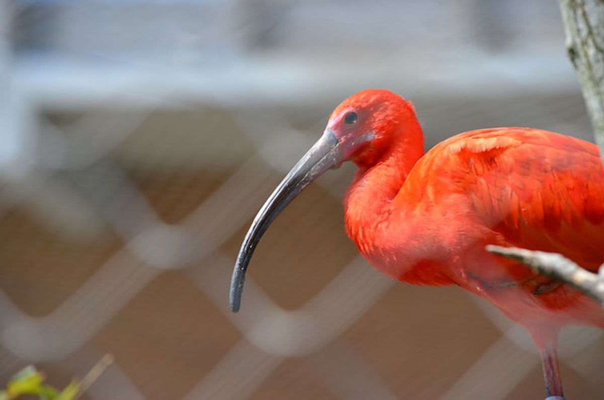 Zoo de Beauval