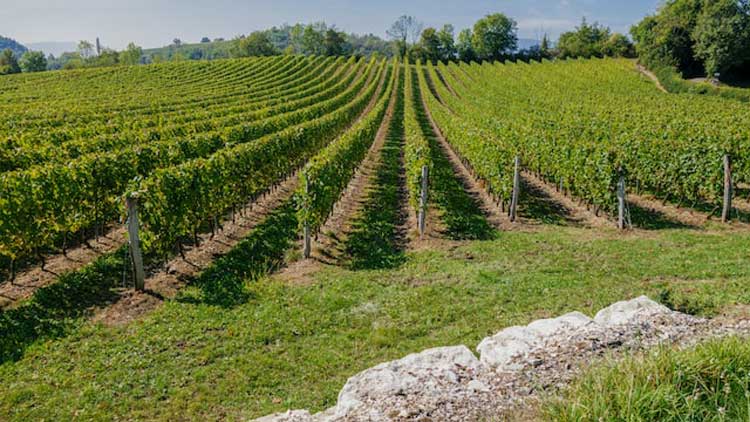 vignobles_ain Activités dans l'Ain : les vignobles