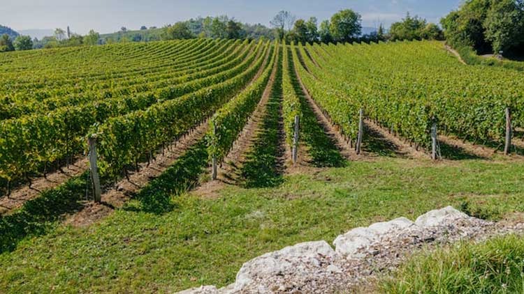 Activités dans l'Ain : les vignobles