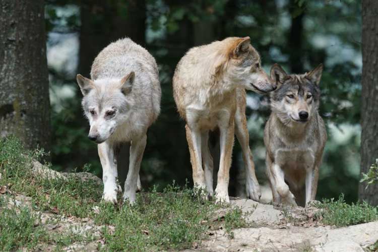 beaux sites ariege maison des Loups