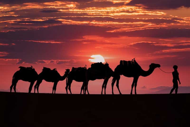 balade_en_dromadere_sahara_maroc a la decouverte du sahara marocain