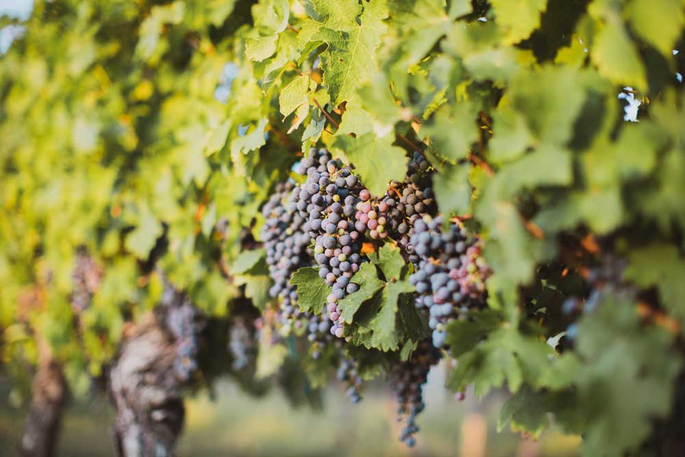 vignoble_bergerac vins de bergerac