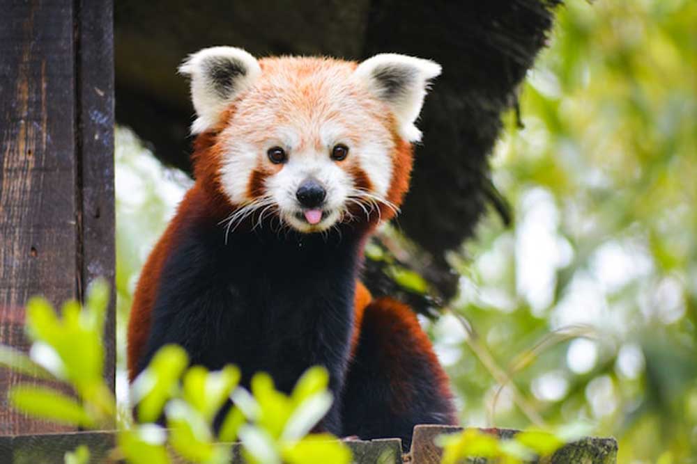 zoo montpellier