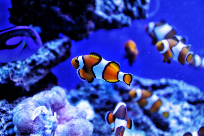 aquarium La Rochelle aquarium La Rochelle