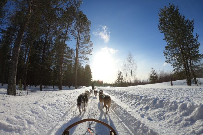 chien de traineau ski