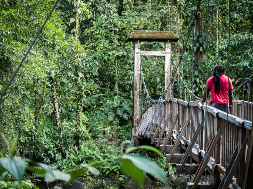 Forêt tropicale