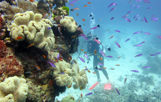 Où faire de la plongée sous-marine dans le monde